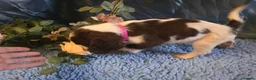 English Springer Spaniel dogs for sale: Outstanding Home Reared KC 5 ⭐️ Vetted Ready now  - Advert 27
