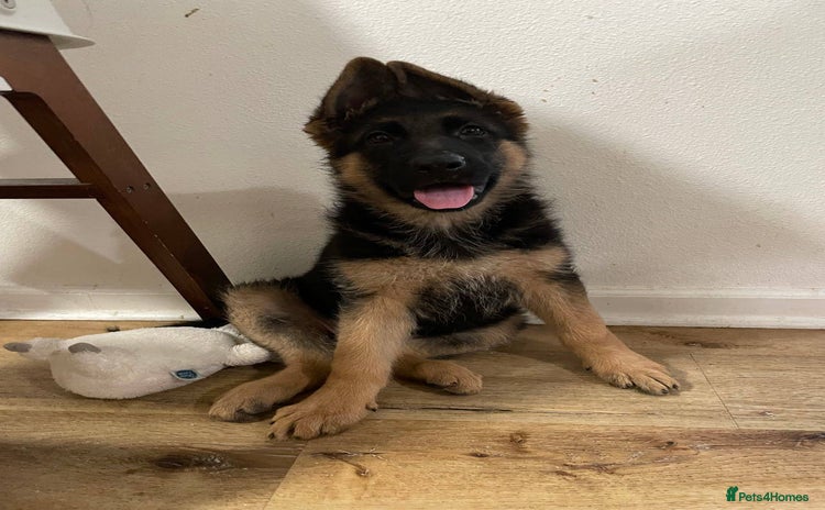German Shepherd dogs - Advert 2