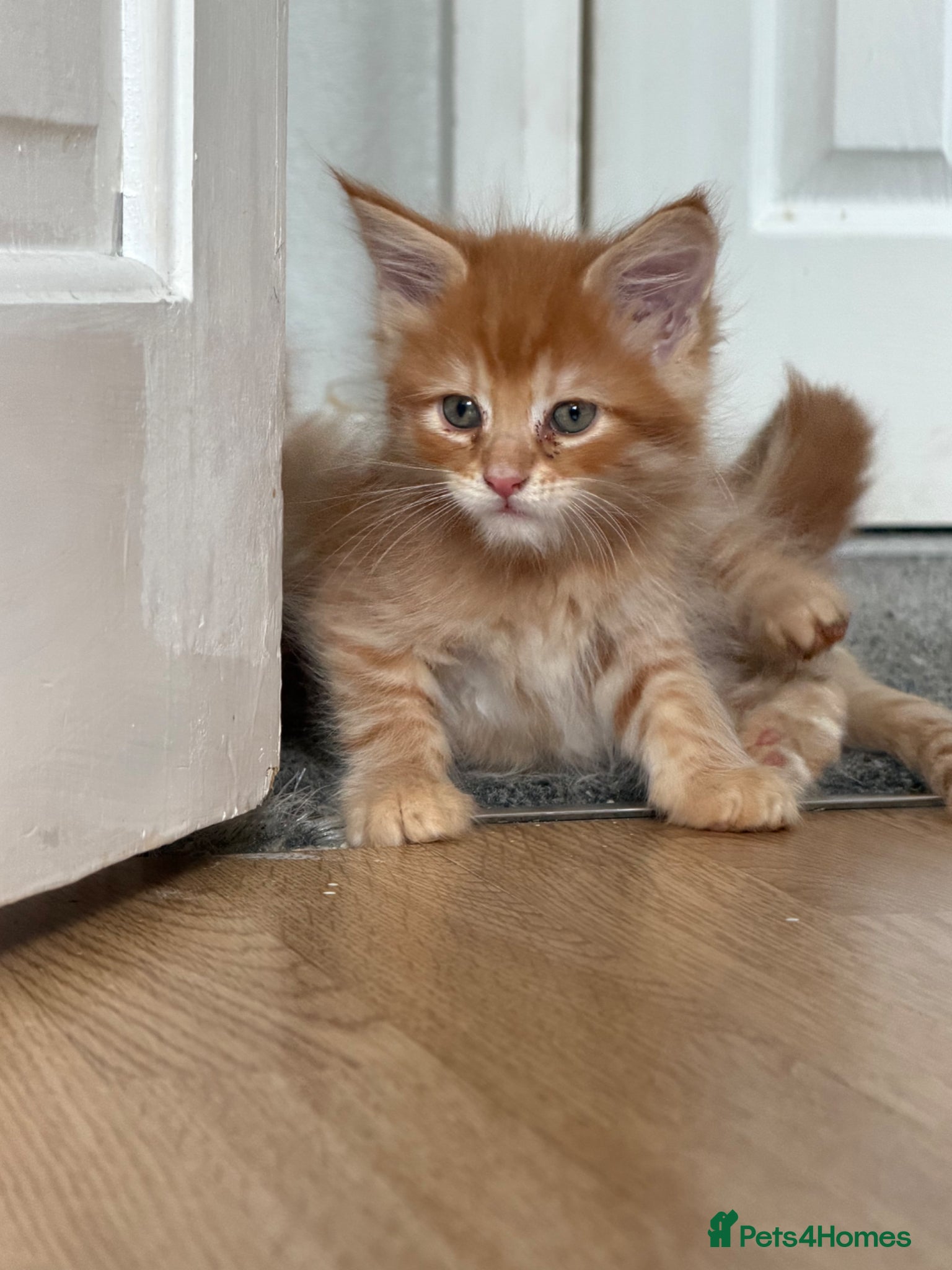 Maine Coon cats Maincoone kittens  - Advert 17