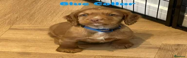 Cocker Spaniel 1