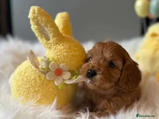 Cavapoo dogs Stunning, health tested, red Cavapoo pups - Advert 14