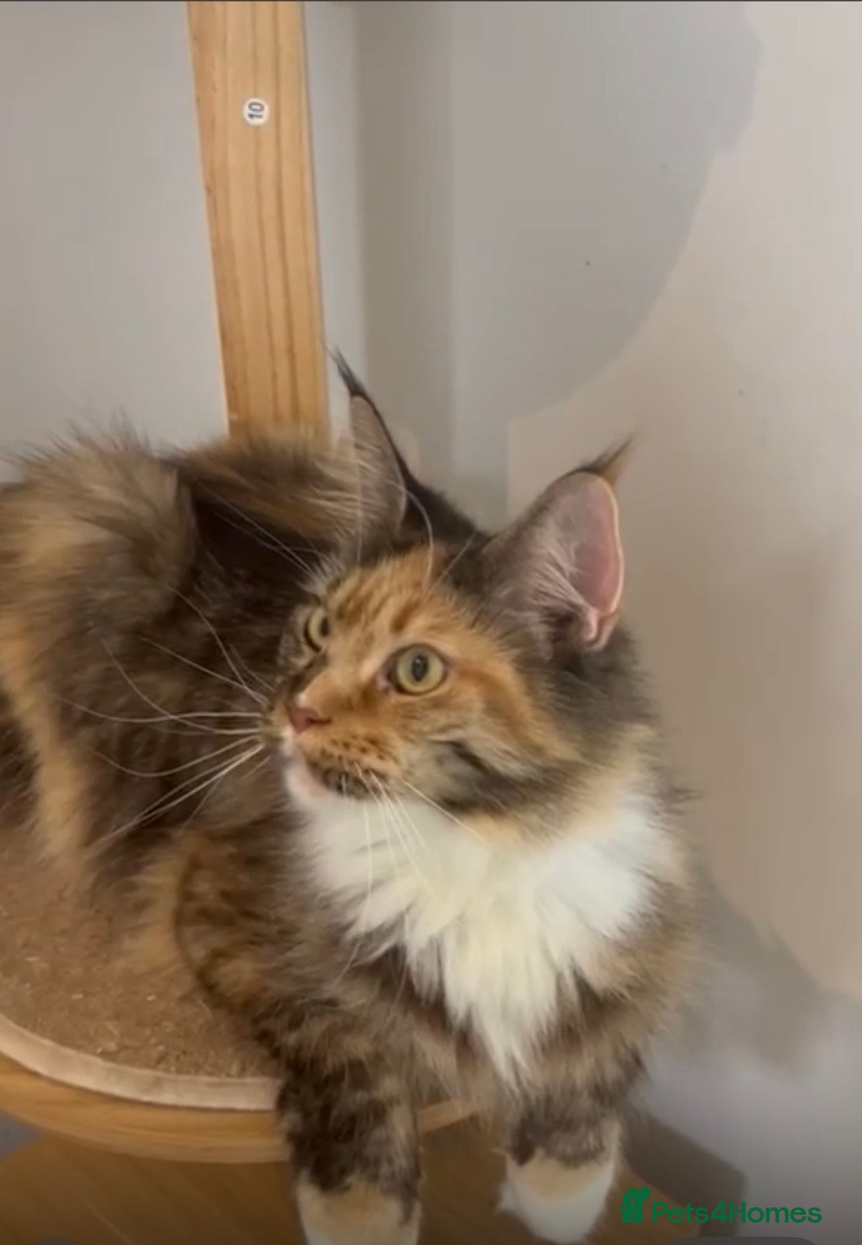 Maine Coon cats Main coon kitten  - Advert 1