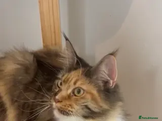 Maine Coon cats Main coon kitten - Advert 1