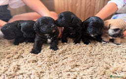 Yorkiepoo dogs for sale: Yorkiepoos - Image 1