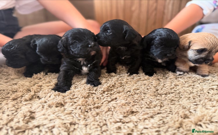 Yorkiepoo dogs - Advert 1