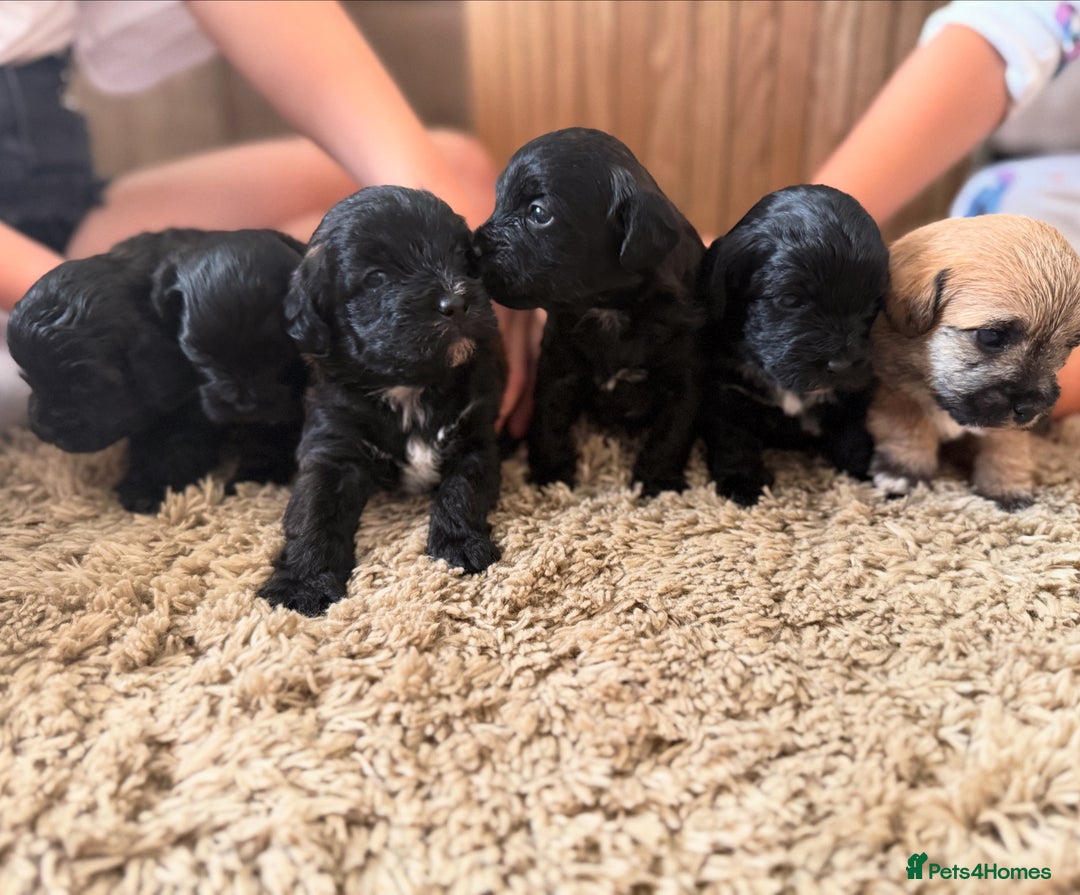 Yorkiepoo dogs for sale: Yorkiepoos - Image 1