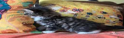 Persian cats for sale: Beautiful Persian Kittens Ready for Forever Homes - Advert 16