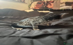 Bengal cats for sale: Half Bengal kittens 1 black majestic  - Advert 9