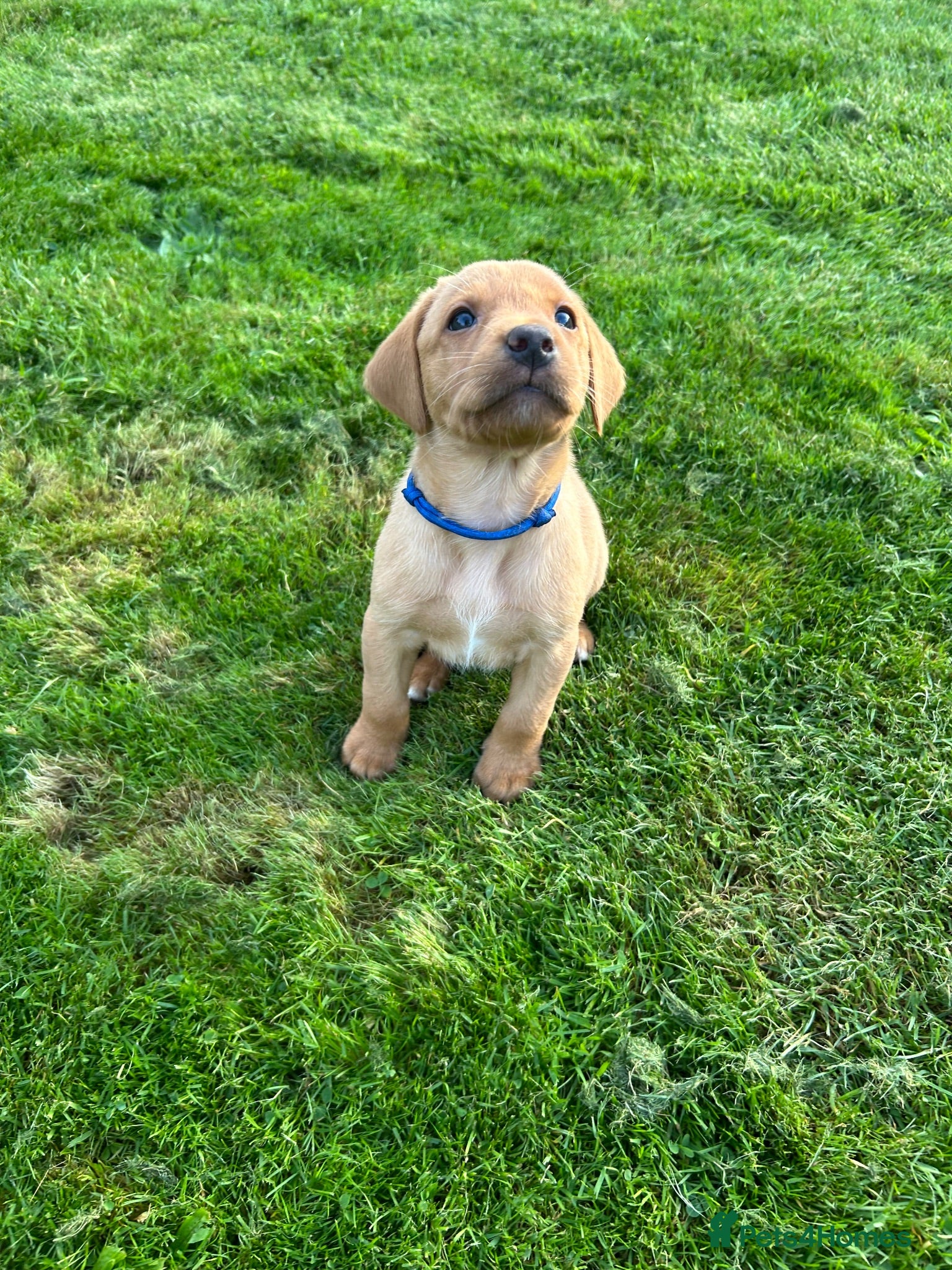 Labrador Retriever dogs KC REG FOX RED LABRADOR PUPPIES - Advert 10