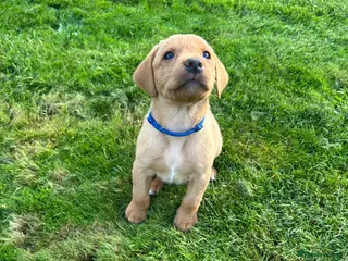 Labrador Retriever dogs KC REG FOX RED LABRADOR PUPPIES - Advert 10