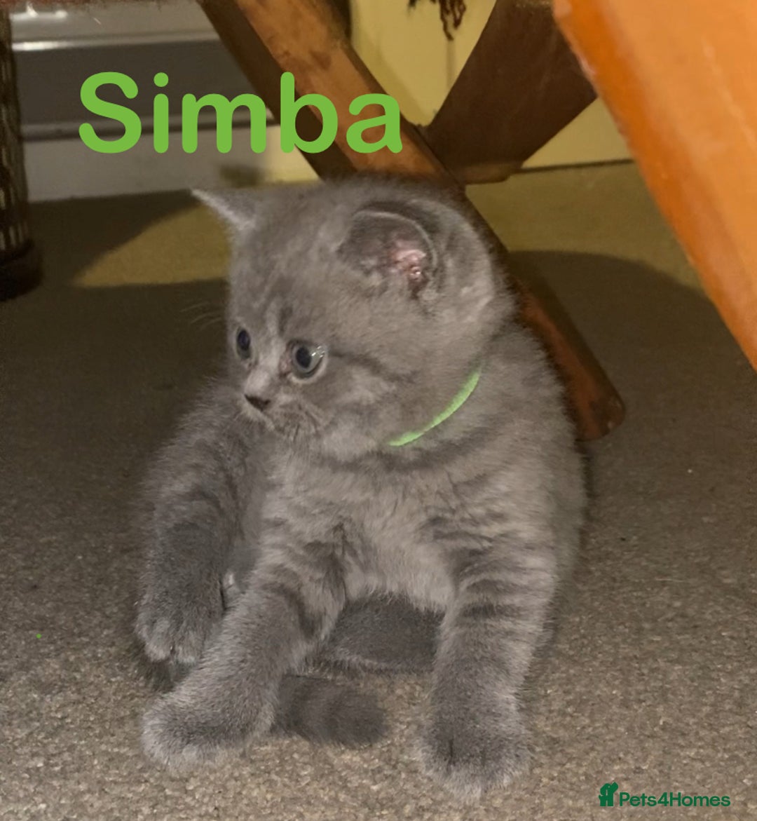 British Shorthair cats for sale: Stunning British short hair GCCF/TICA - Advert 36