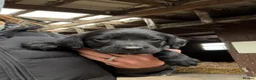 Springador dogs for sale: F1 Springador puppies - Advert 4