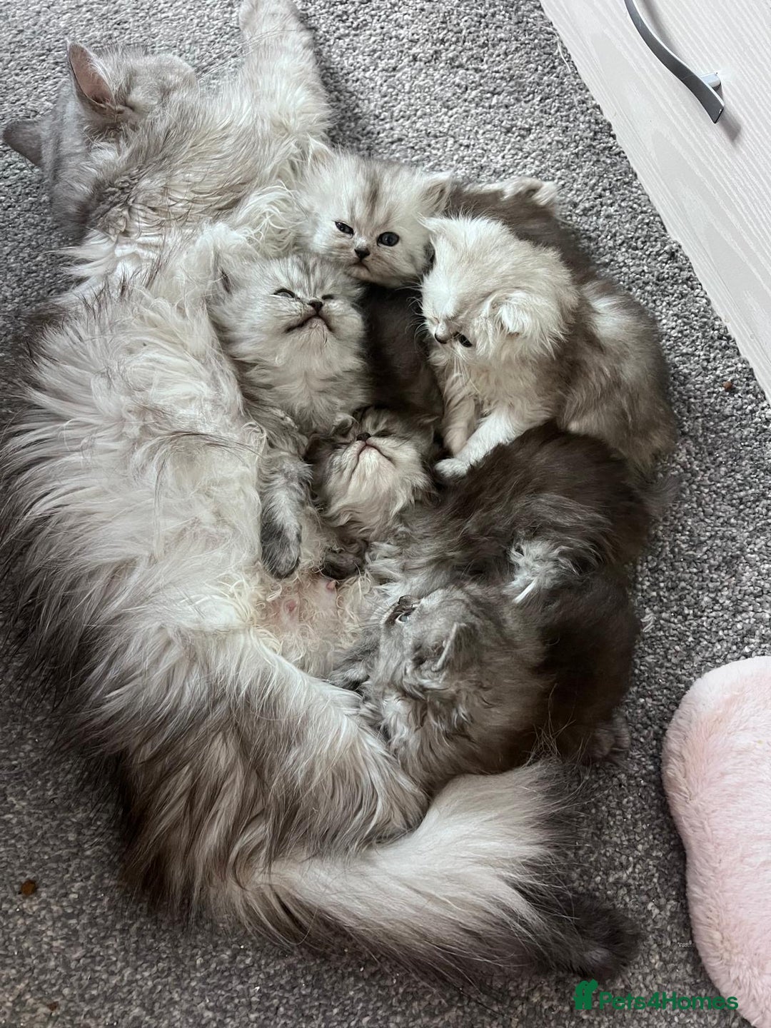 Persian cats for sale: 2 Cuddly Pedigree Persian Babies💙 - Image 19