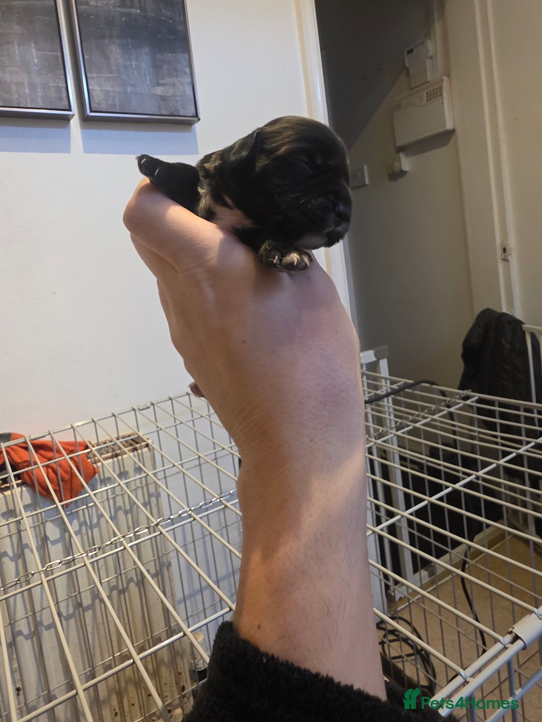 Cocker Spaniel dogs for sale: Kc registered litter - Advert 13
