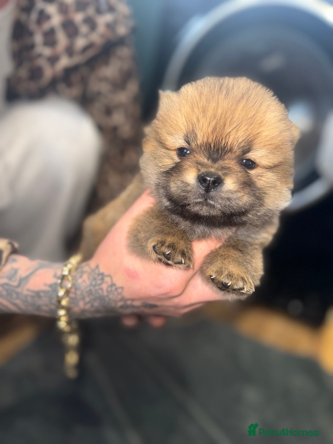 Chow Chow dogs for sale: CHOW CHOW PUPPIES  - Advert 19