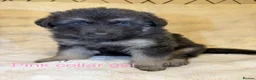 German Shepherd dogs for sale: RARE BLUE GERMAN SHEPHERD PUPPIES KC - Advert 6