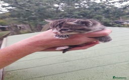 Aegean cats for sale: Agean x Kittens for sale - Image 16