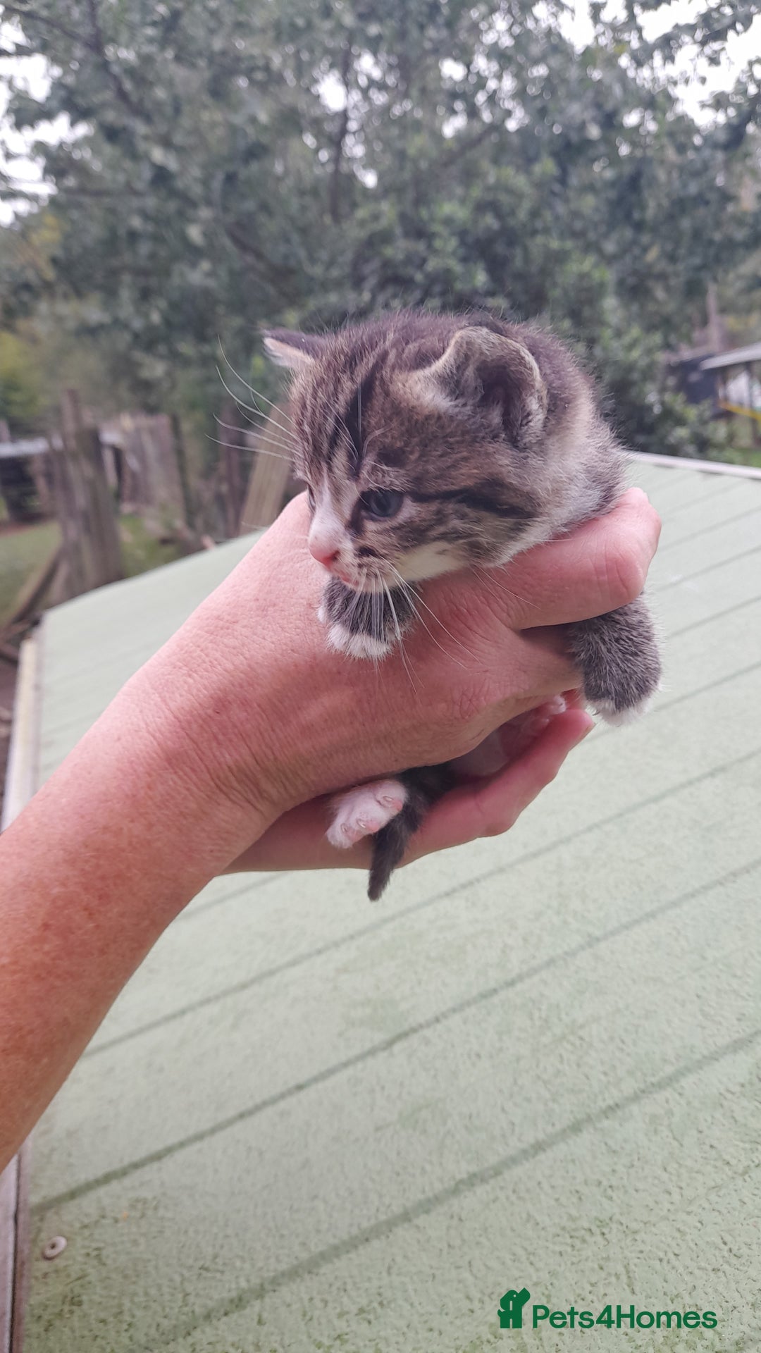 Aegean cats for sale: Agean x Kittens for sale - Image 16