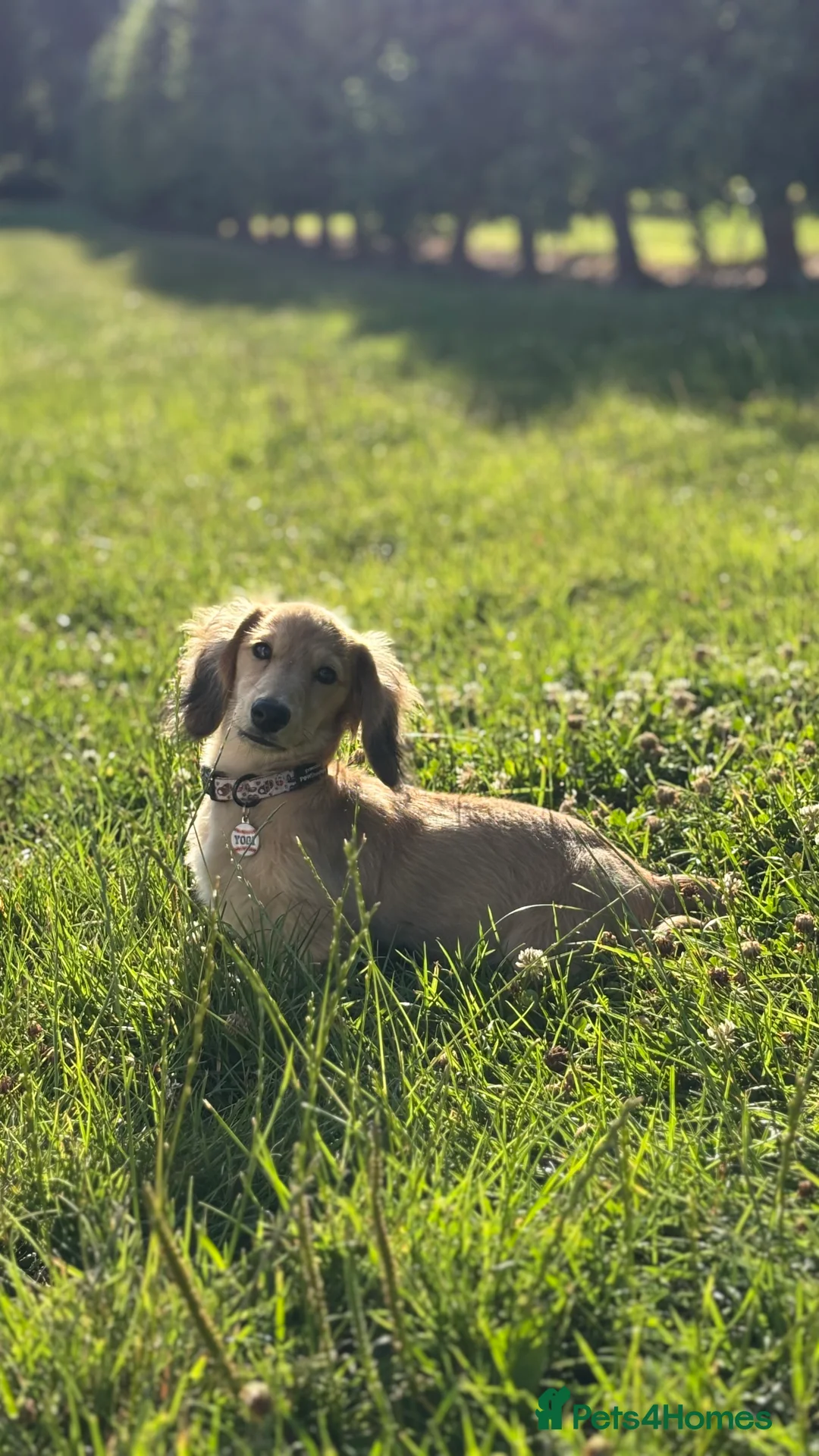 Miniature Dachshund dogs for stud: Yogi B - Advert 2