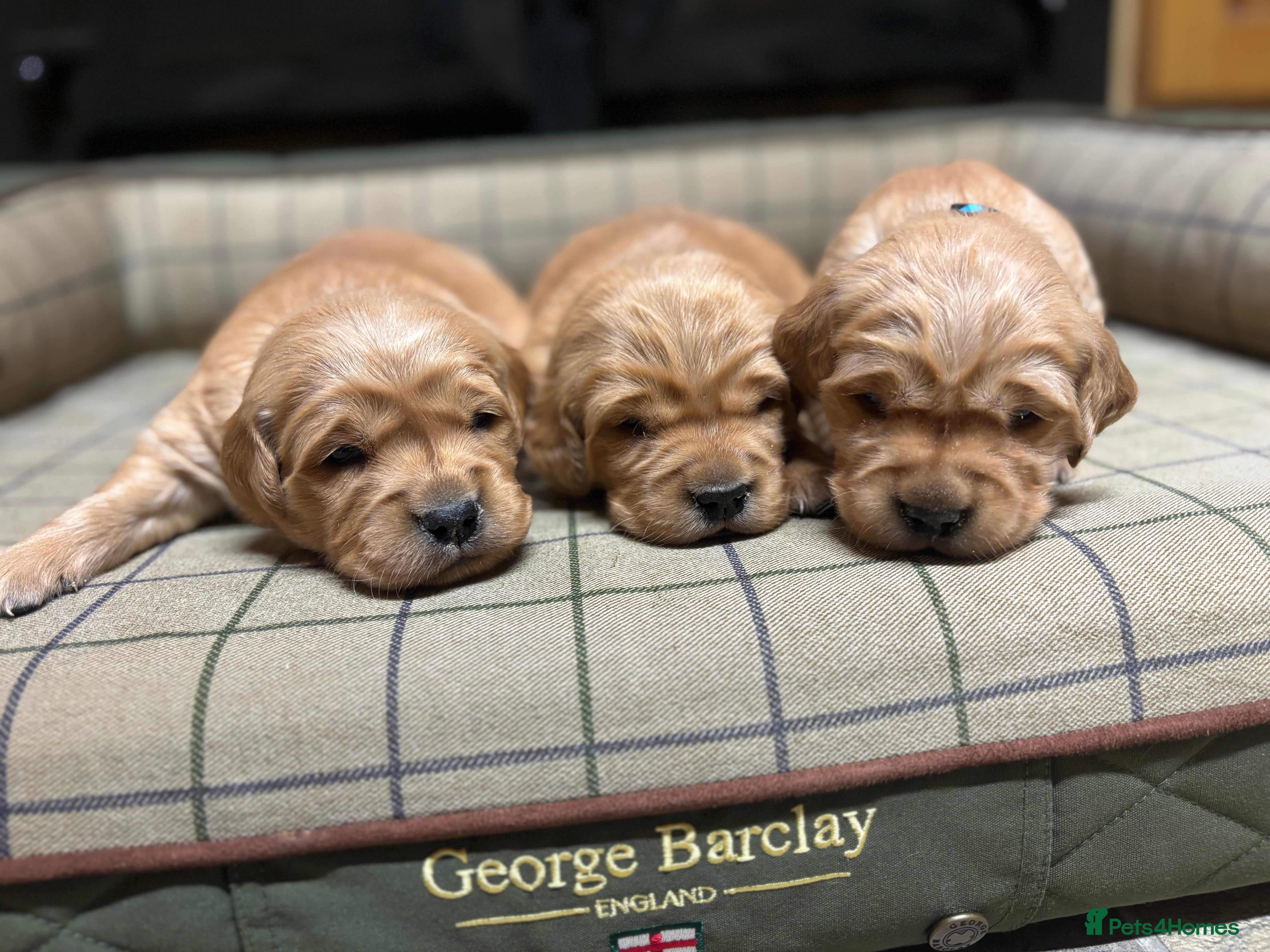 Golden Retriever dogs Stunning KC Golden Retrievers  - Advert 4