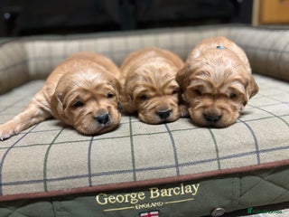 Golden Retriever dogs Stunning KC Golden Retrievers - Advert 4