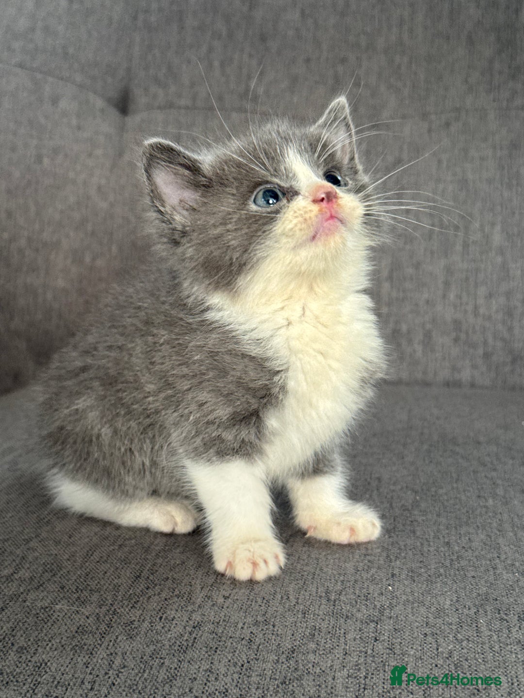 Mixed Breed cats for sale: 2 beautiful kittens left  - Advert 9