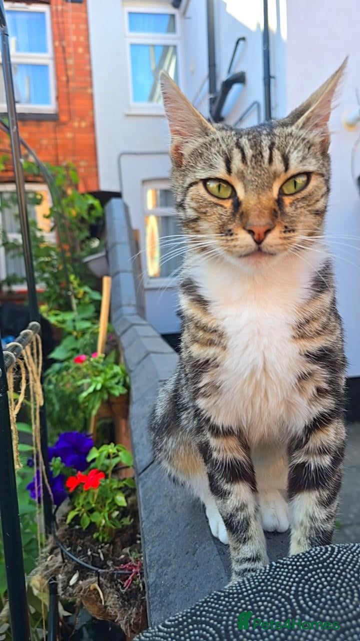 Mixed Breed cats for sale: Kittens  - Advert 3