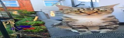 Mixed Breed cats for sale: Kittens  - Advert 1