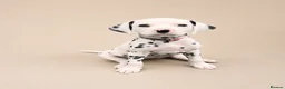 Dalmatian dogs for sale: 🖤 Ready now ONE BOY LEFT Dalmatian Puppies 🖤 - Advert 15