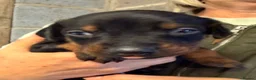 Dobermann dogs for sale: Championship Line European Doberman Puppies - Advert 8