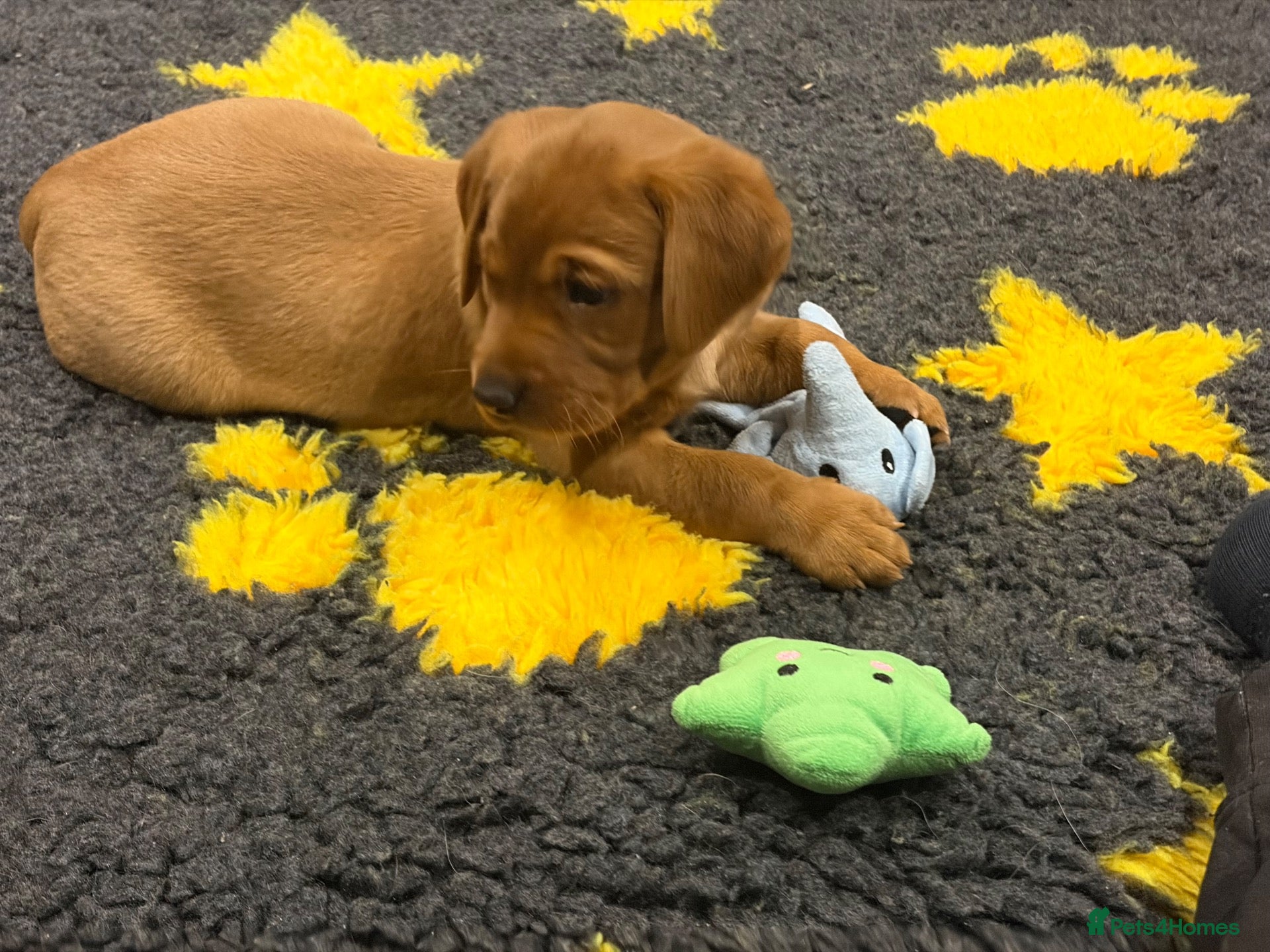 Labrador Retriever dogs 🐶 KC REGISTERED LABRADOR PUPPIES 🐶 - Advert 1
