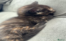 British Longhair cats for sale: 2  black and ginger girls  - Image 10