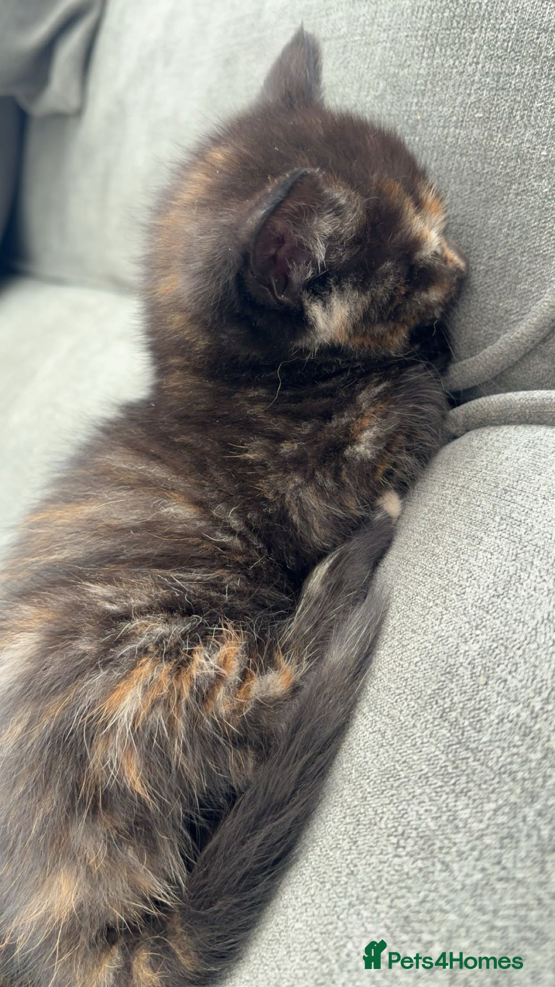 British Longhair cats for sale: 2  black and ginger girls  - Image 10