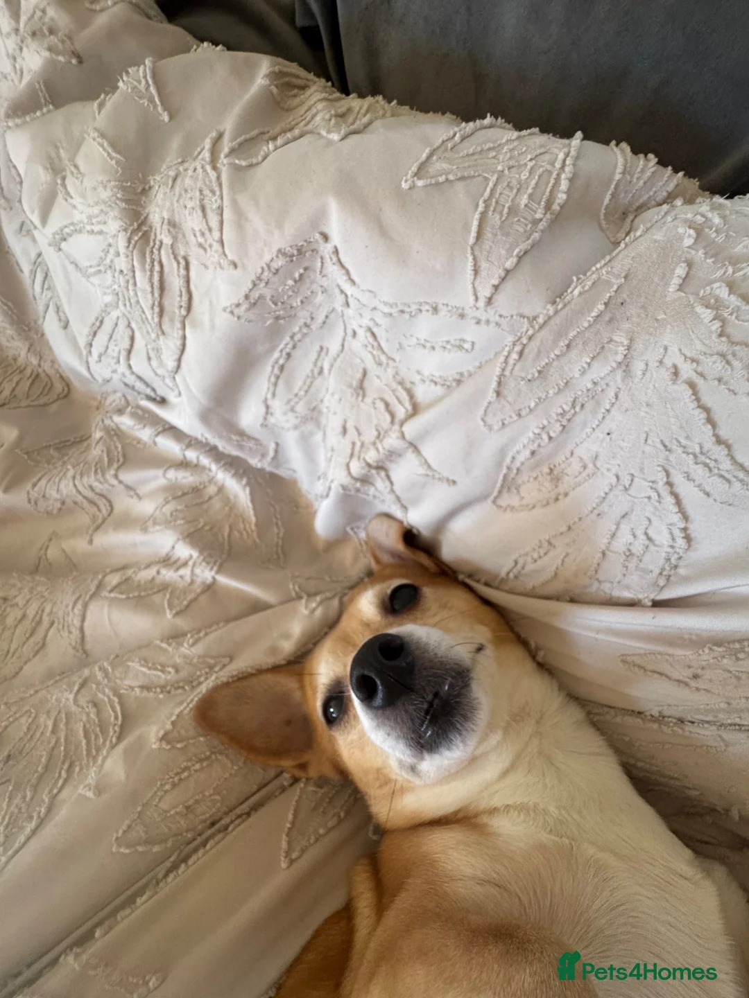Jack Chi dogs for sale: Our sweet girl needs a loving home 💗 - Advert 2