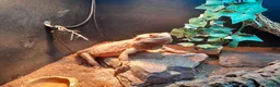 Bearded Dragon reptiles for sale: Friendly Adult Bearded Dragon with Vivarium - Advert 4