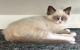 Ragdoll cats for sale: Ragdoll kittens - Ready now  - Image 2