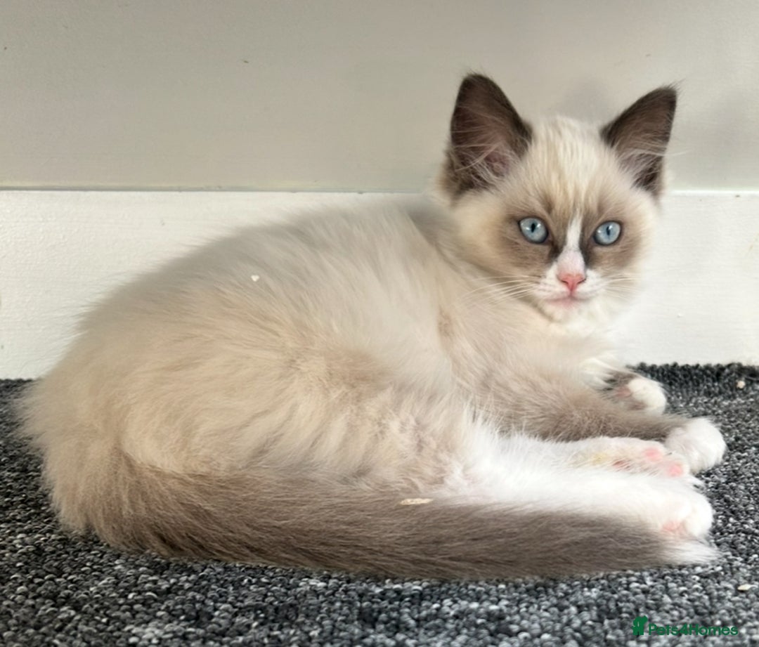 Ragdoll cats for sale: Ragdoll kittens - Ready now  - Image 2
