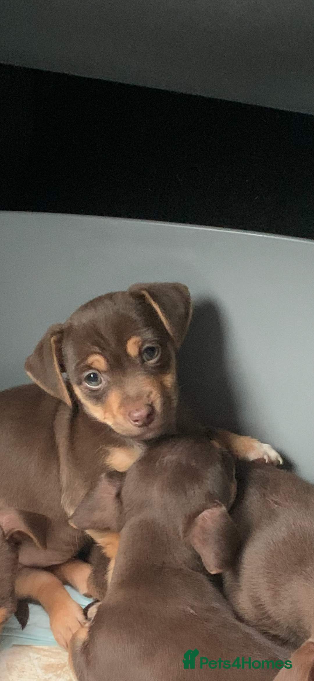 Jack Russell dogs for sale: Quality small Jack Russell puppies - Advert 2