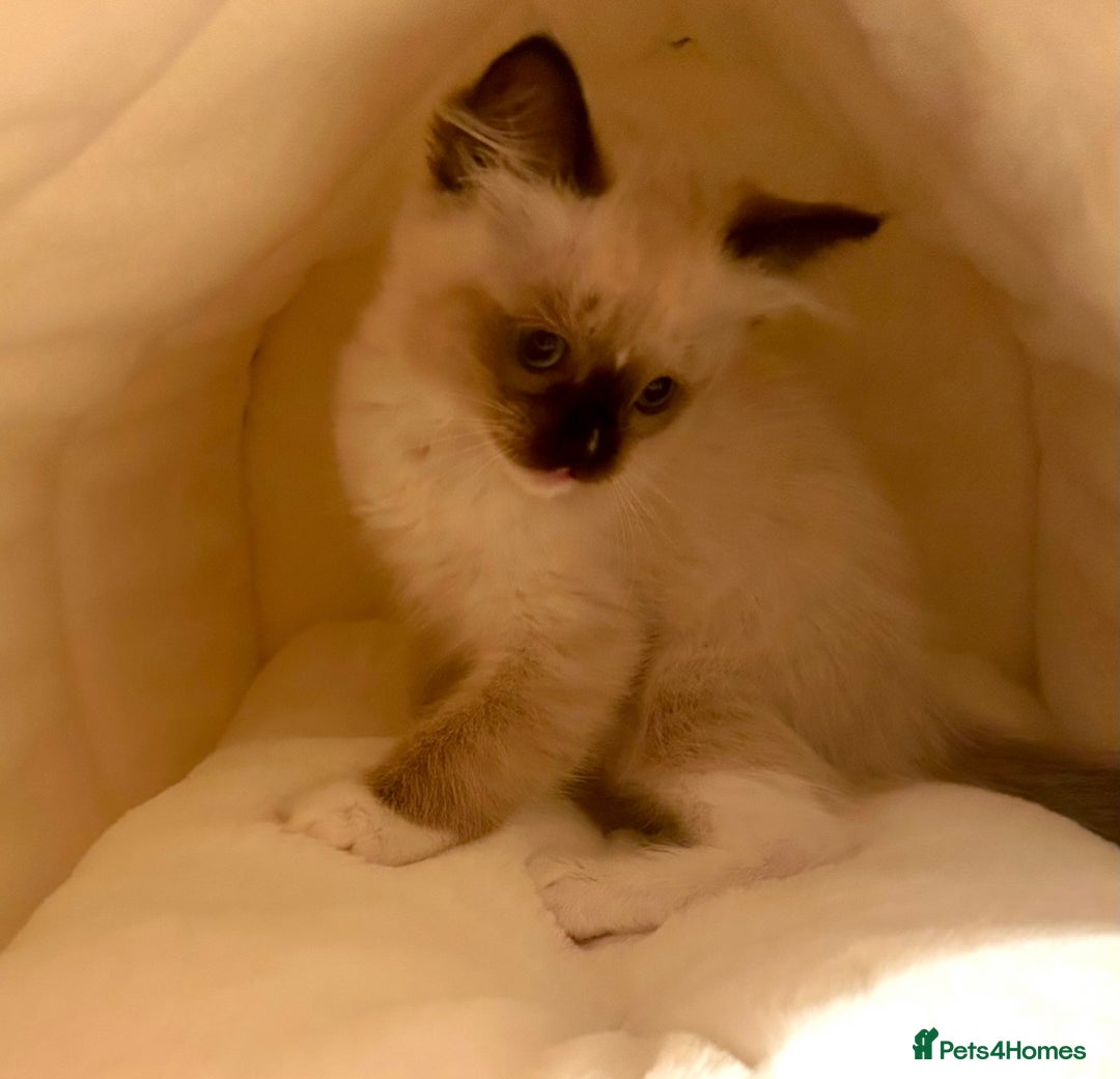 Ragdoll cats for sale: Pedigree Ragdoll Kittens seeking loving homes 🧡 - Image 5