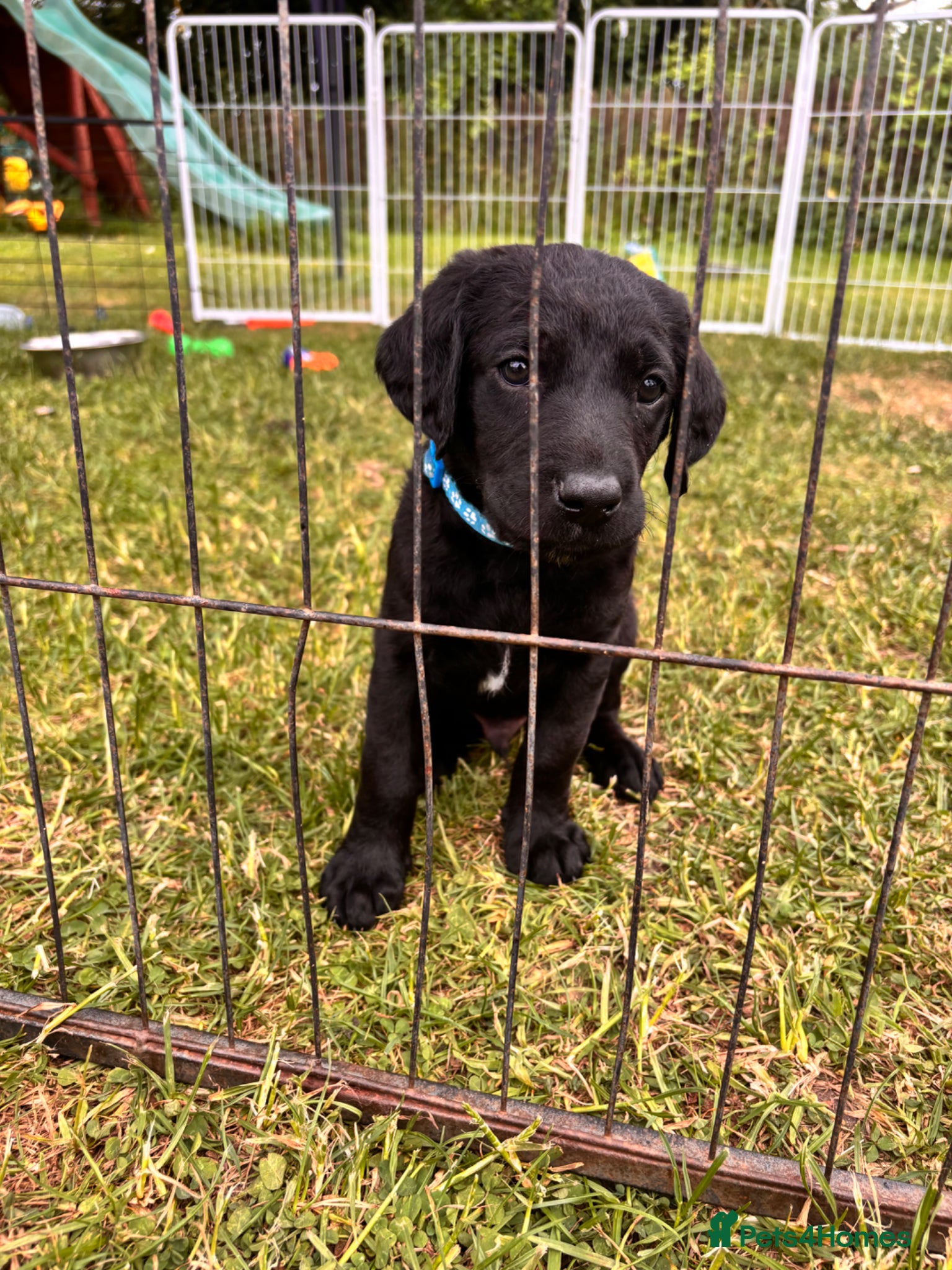 Labrador Retriever Puppy 7