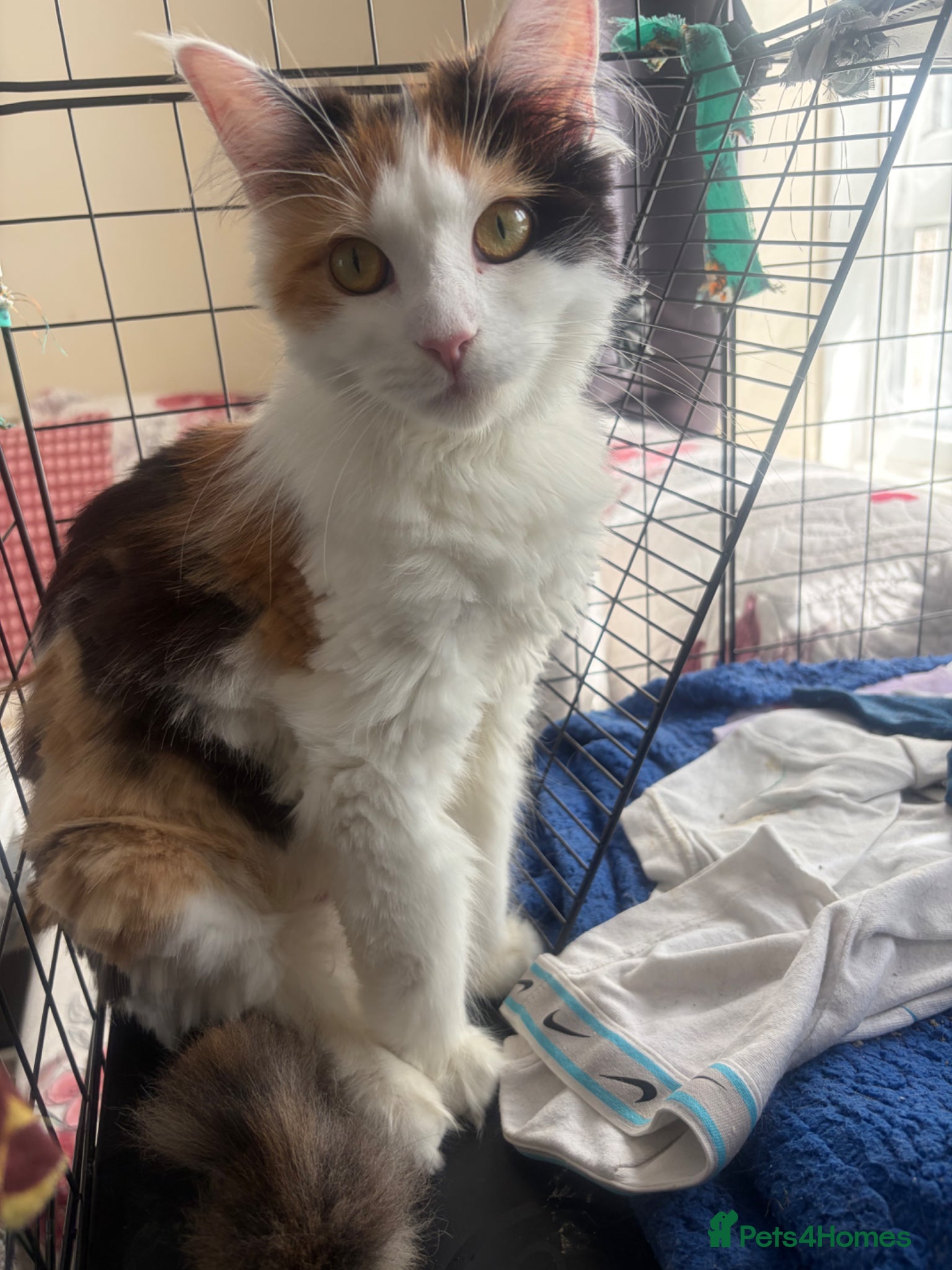 Mixed Breed cats 3 kitten rehoming - Advert 1