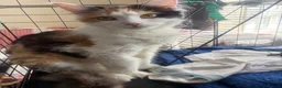 Mixed Breed cats for sale: 3 kitten rehoming - Advert 1