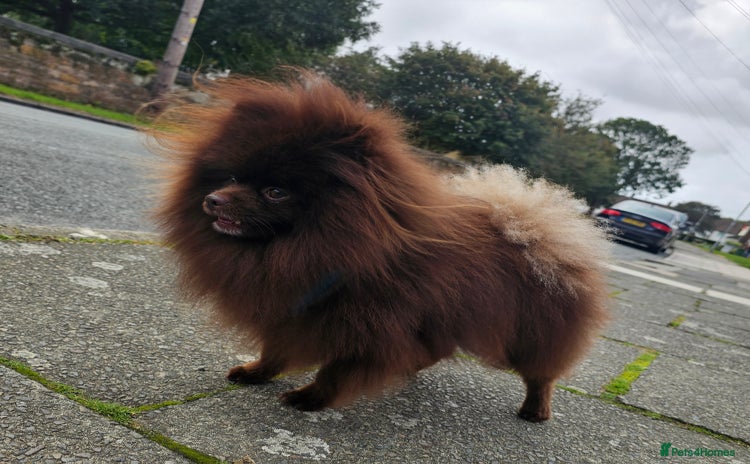 Pomeranian dogs in Birkenhead - Advert 2
