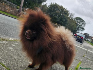 Pomeranian dogs in Birkenhead - Advert 21