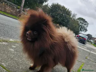 Pomeranian dogs Pomeranian For Stud 🤎 in Birkenhead - Advert 12