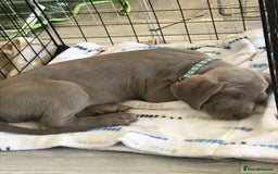 Weimaraner dogs for stud: Stud handsome Weimaraner  - Image 5