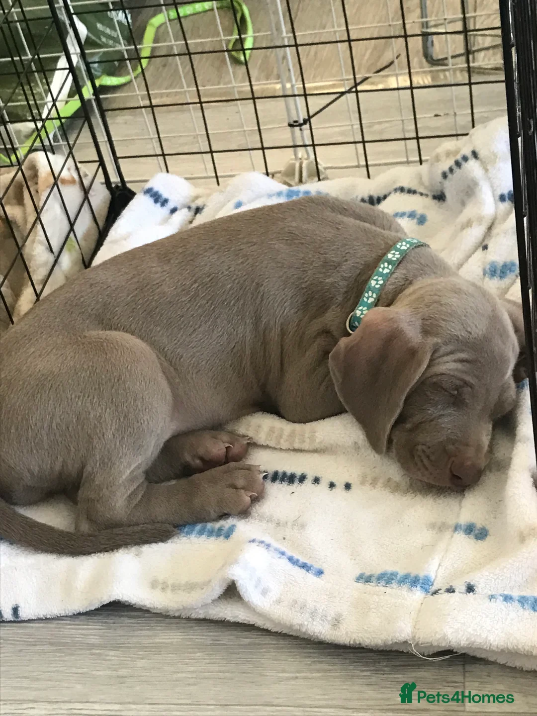 Weimaraner dogs for stud: Stud handsome Weimaraner  - Advert 5