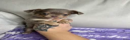 Chihuahua dogs for sale: Beautiful KC Chihuahua boy READY NOW  - Advert 12