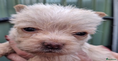 Cairn Terrier dogs - Advert 9