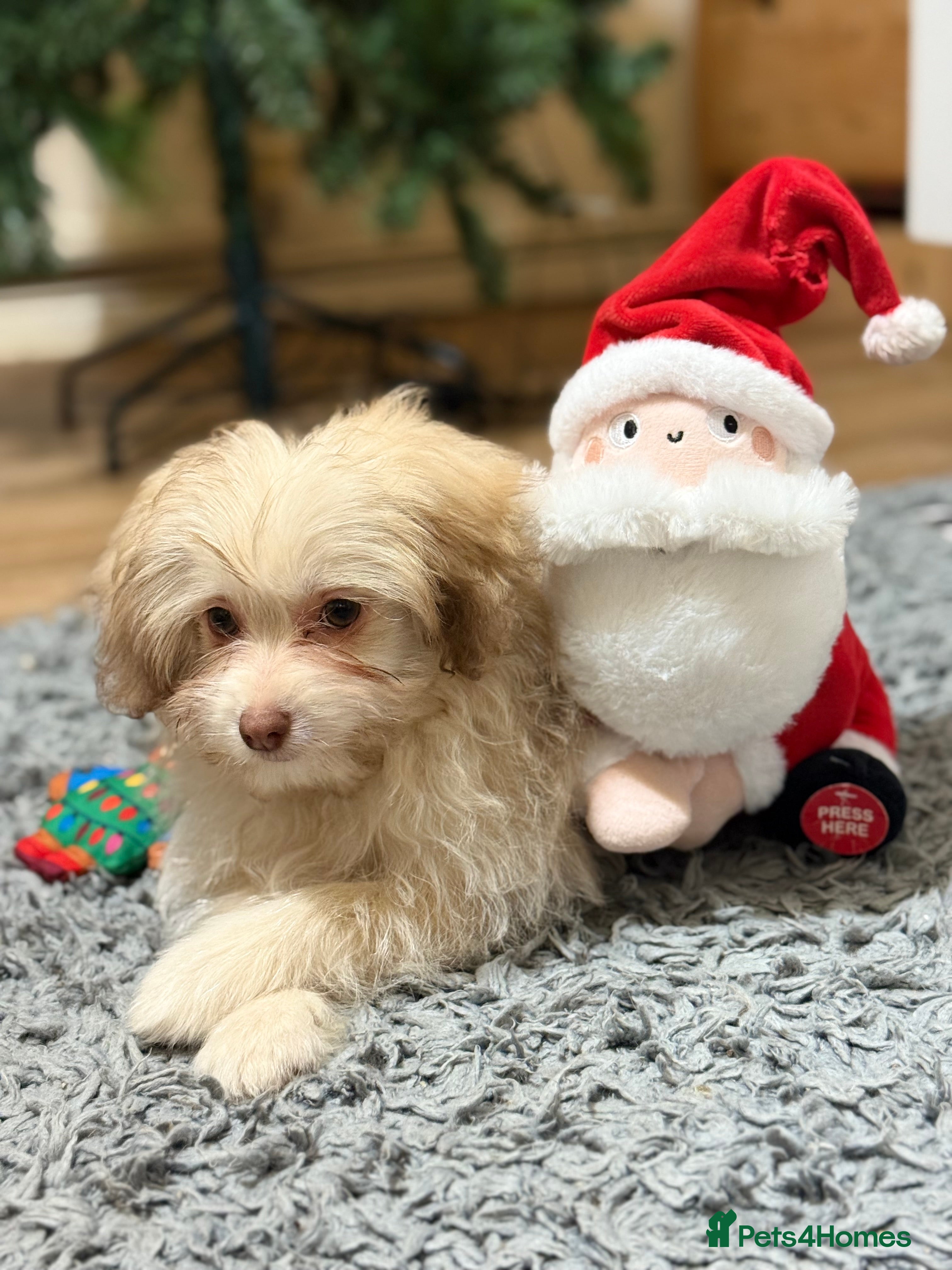 Mixed Breed dogs Pomapoo Pompom Girl – Pink Nose & Green Eyes - Advert 11